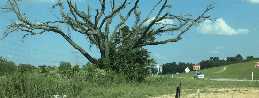 Volume 20 | Issue 1: Fall/Winter 2017