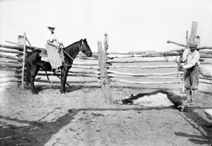 A woman wearing a split skirt sits astride a horse while a man brands a cow that she has roped